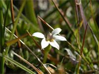 berry-lobelia